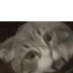 Surprised Mano the cat Meme Template