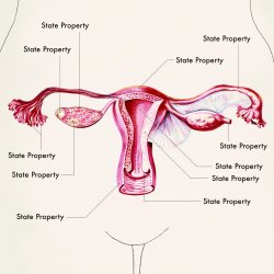 Republican anatomy Meme Template