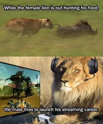Female vs. male lions Meme Template