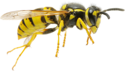 scary wasp Meme Template