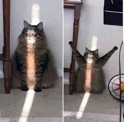 light cat Meme Template