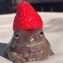 Raspberry Frog Meme Template
