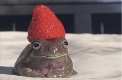 Raspberry Frog 2 Meme Template