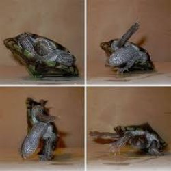 Turtle breack dance Meme Template