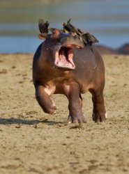 Hippo Meme Template