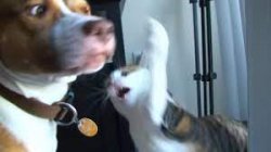 Cat attack dog Meme Template