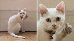 thumbs up cat Meme Template