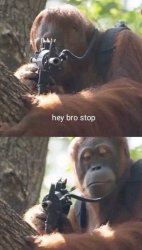 Orangutan hey bro stop Meme Template