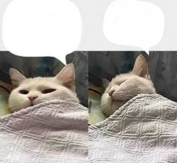 cat sleeping Meme Template