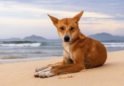 Australian Dingo dog on beach Meme Template