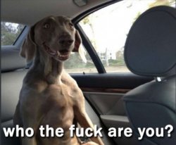 Who The F**k Are You? Dog Meme Template