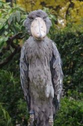 Shoebill stork Meme Template