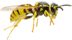 mojang pls put me in minecraft wasp Meme Template