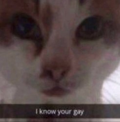 I know your gay Meme Template