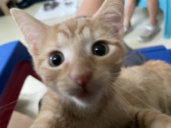 Selfie cat Meme Template