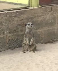 Smiling Meerkat Meme Template