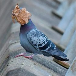 Pigeon with Leaf Meme Template