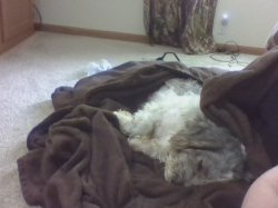 Precious :3 Meme Template