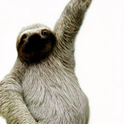 Sloth heil Meme Template