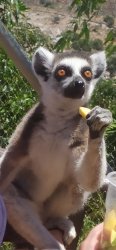 eating lemur Meme Template