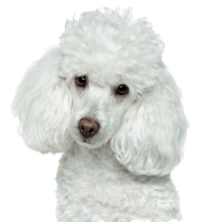 White poodle bust Meme Template