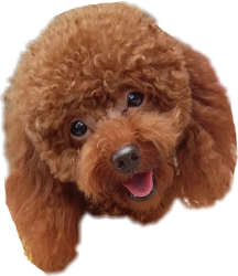 Poodle portrait Meme Template