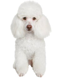 Poodle white standing Meme Template