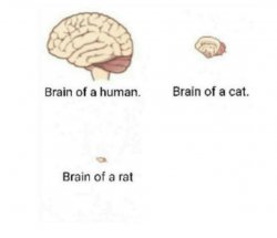 brain size comparison Meme Template