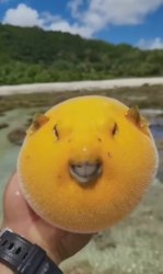 Mango Pufferfish Meme Template