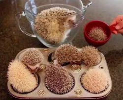 Hedgehog Cupcakes Meme Template