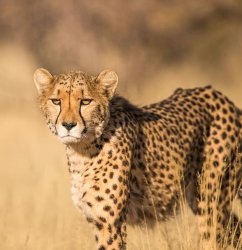 Unamused Cheetah Meme Template