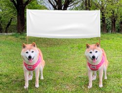 Dogs with flag Meme Template