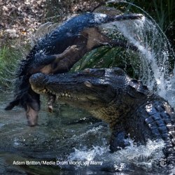 Pig vs saltwater crocodile Meme Template