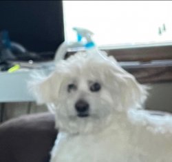 dog Meme Template