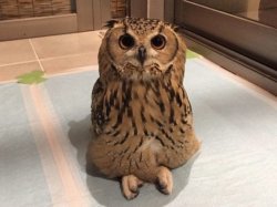 Criss Cross Applesauce Owl Meme Template