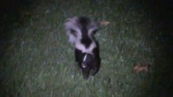 Skunk at Night Meme Template