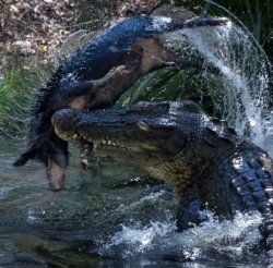 Crocodile attack Meme Template