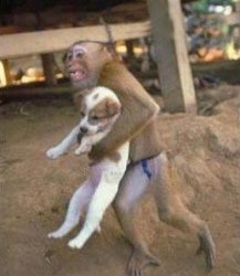 Monkey steals puppy Meme Template