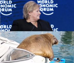 Freya Solberg Meme Template