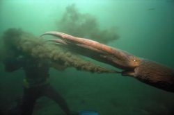 Cephalopod squirting diver Meme Template