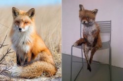 Fox before - Fox after Meme Template