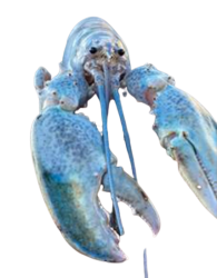 Hattie the Cotton Candy Blue Lobster staring at you Meme Template