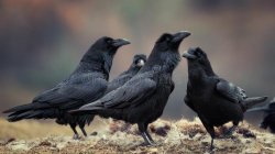 Group of ravens Meme Template