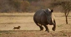 Dog chasing rhino Meme Template