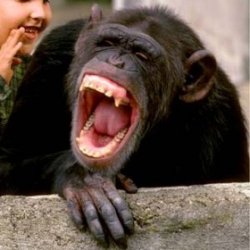 Laughing chimpanzee Meme Template
