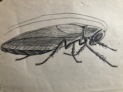 roach drawing Meme Template