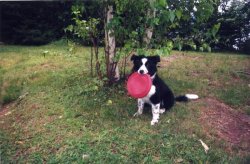 Dog with frisbee Meme Template