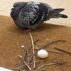 Lazy pigeon nest Meme Template