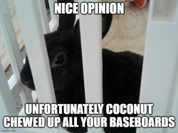 Nice opinion unfortunately coconut chewed up all your baseboards Meme Template
