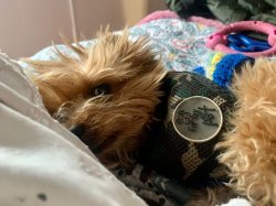 A mimir Meme Template